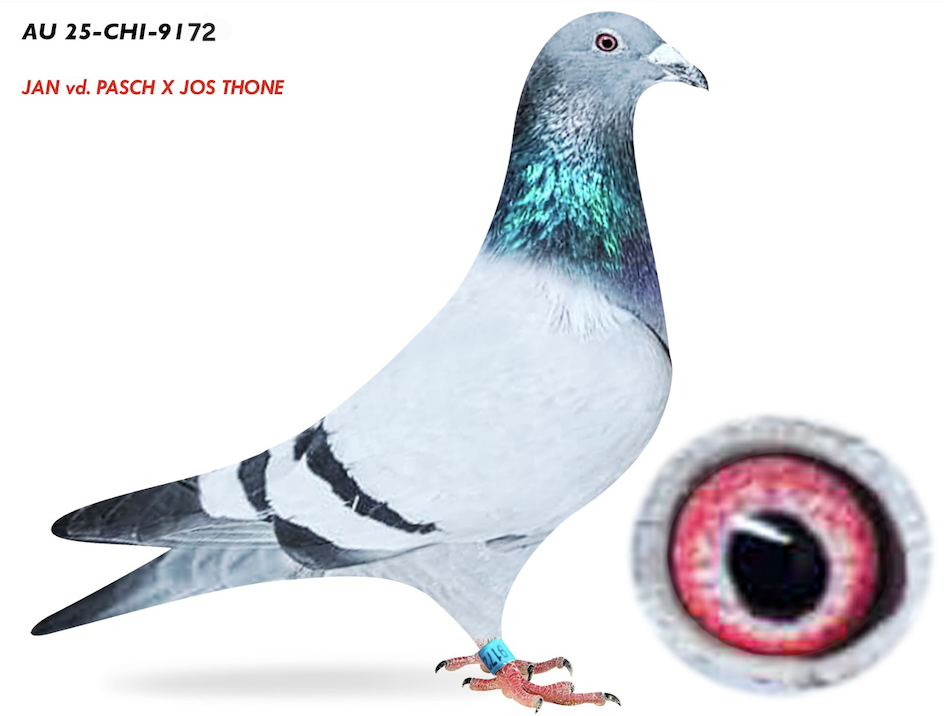 CHICAGO 9172 - Jos Thone