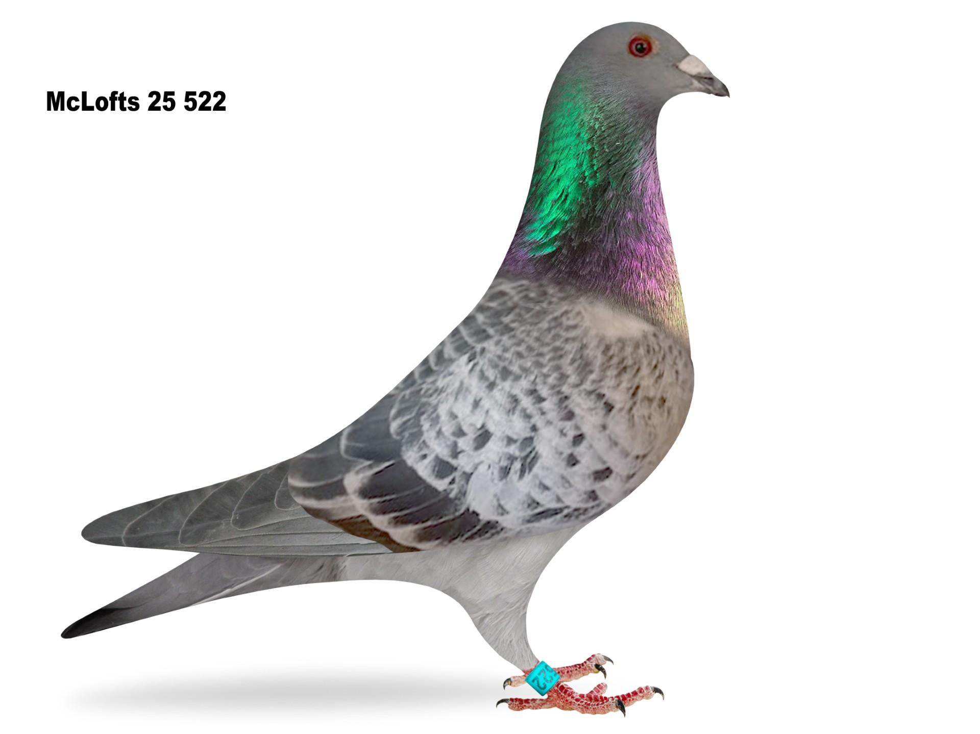 Lot 5: MCLOFTS 522 - McLaughlin Lofts