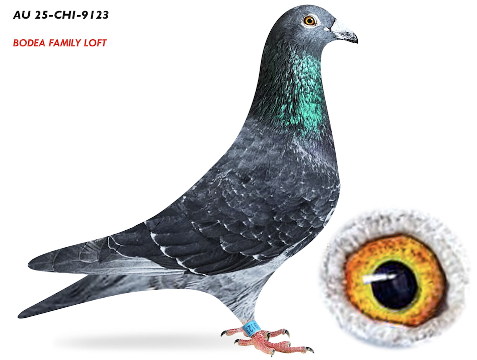 CHICAGO 9123 - Son 1st Ace