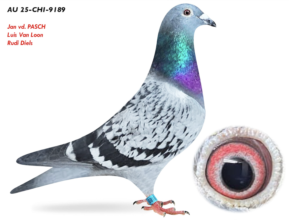 CHICAGO 9189 - Romanian Stars