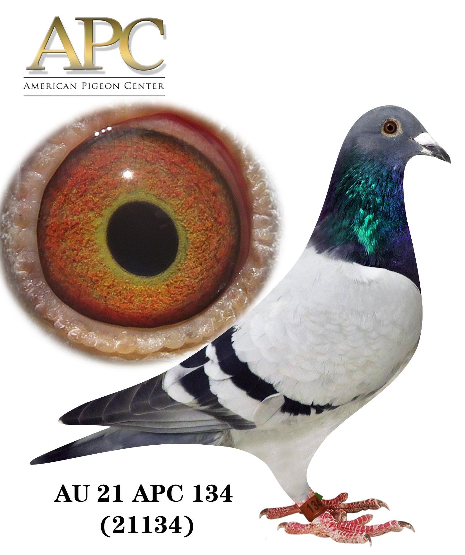 AU 21 APC 21134 - Parents are Stars!