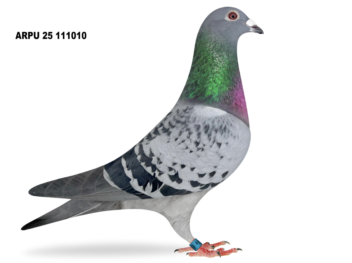 ARPU 111010 - Wolverine Pattaya