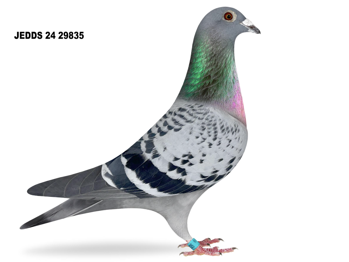 JEDDS 29835 - De Rauw Sablon