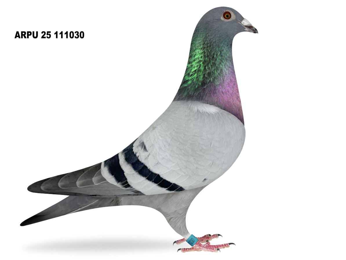 ARPU 111030 - Rocket Mona Lisa