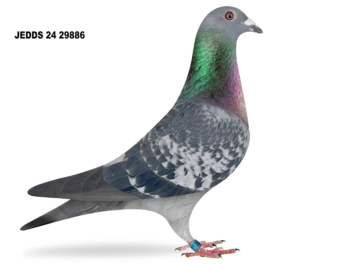 JEDDS 29886 - Veenstra Thomas 6