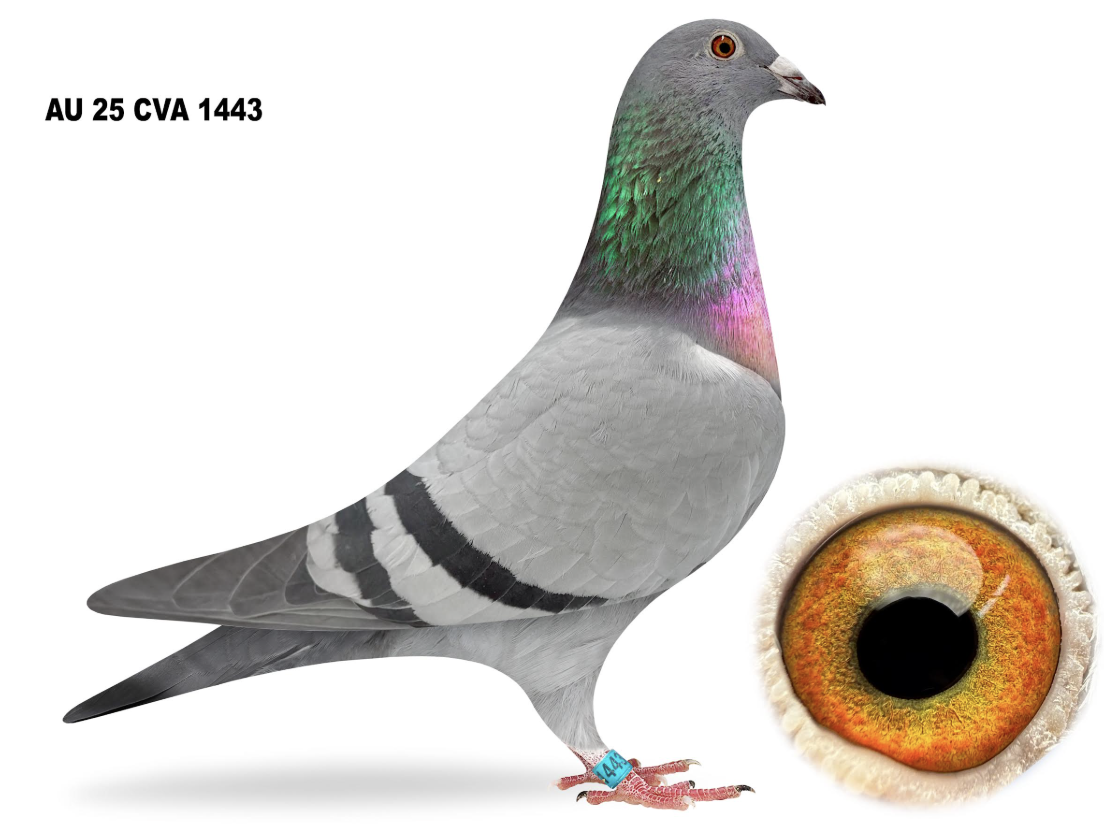 CVA 1443 - KING ROSSI