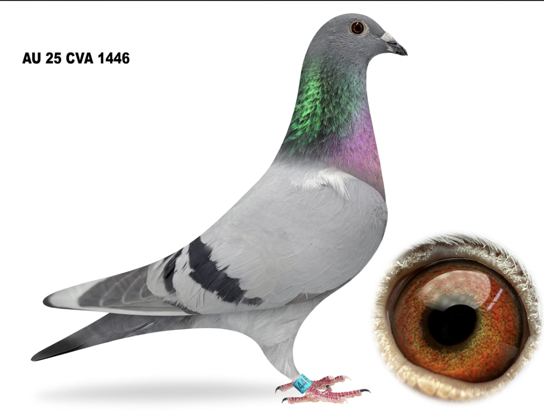 CVA 1446 - Dau 2 Money Winners