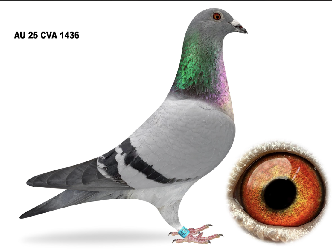 CVA 1436 - DAU MR SMETHERS