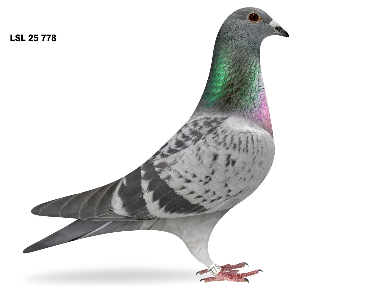 LSL 778 - Gd. Perfect Diamond