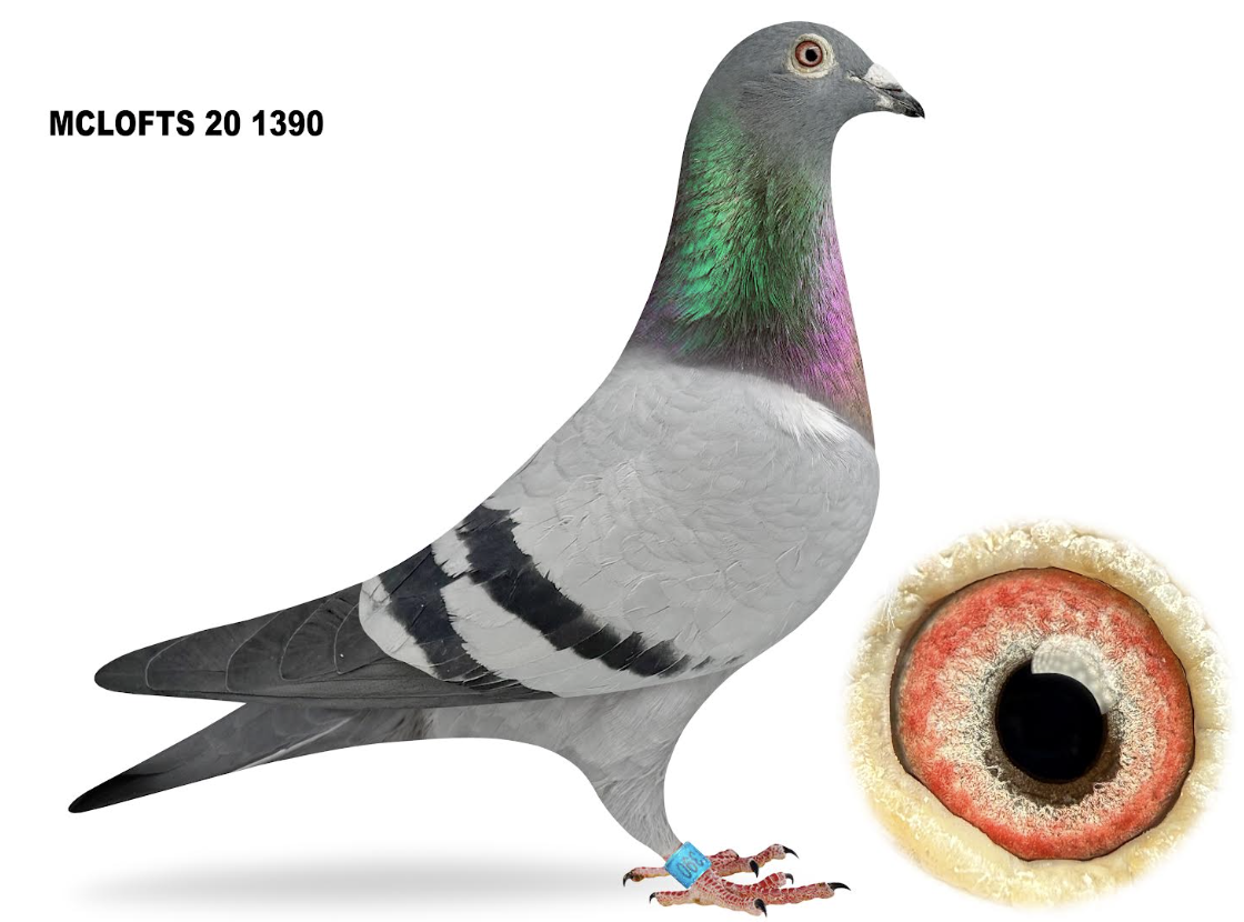 MCLO 1390 - Engels Bongers