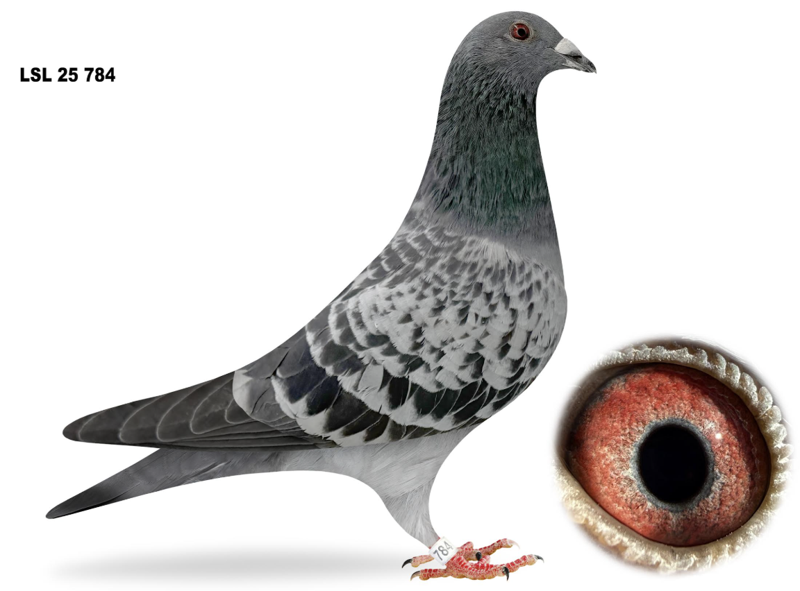 LSL 784 - Inbred Gson Kittel