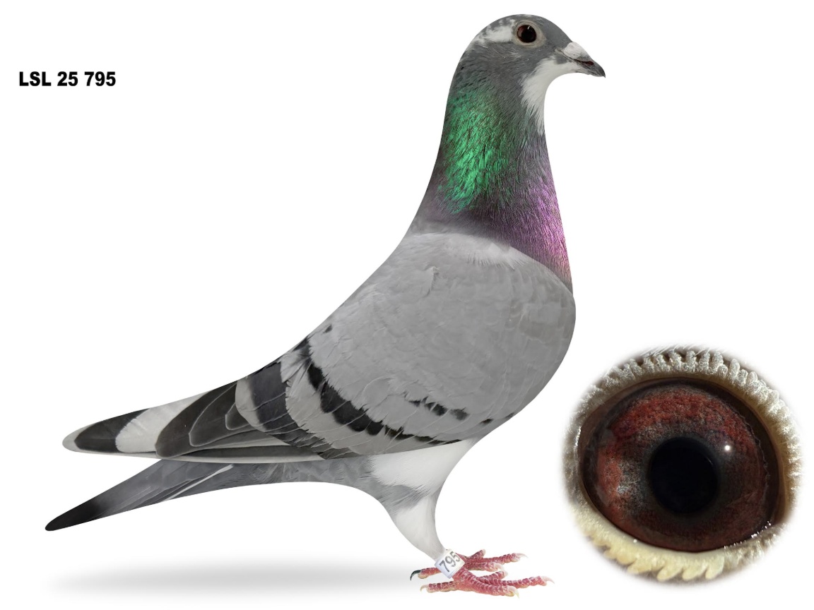 LSL 795 - Inbred Gd Kittel!