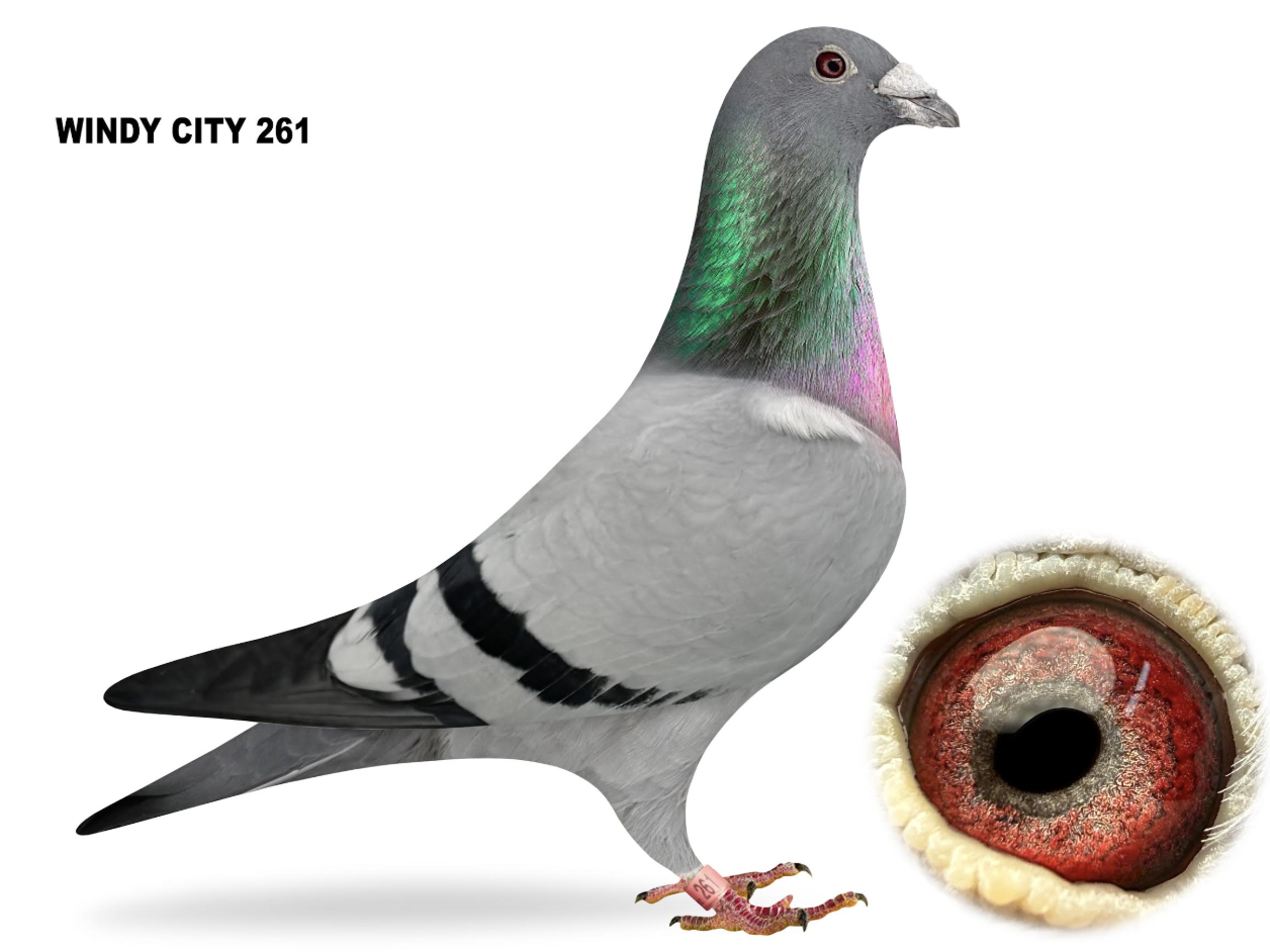 WINDY CITY 261 - Hadjugas Best!