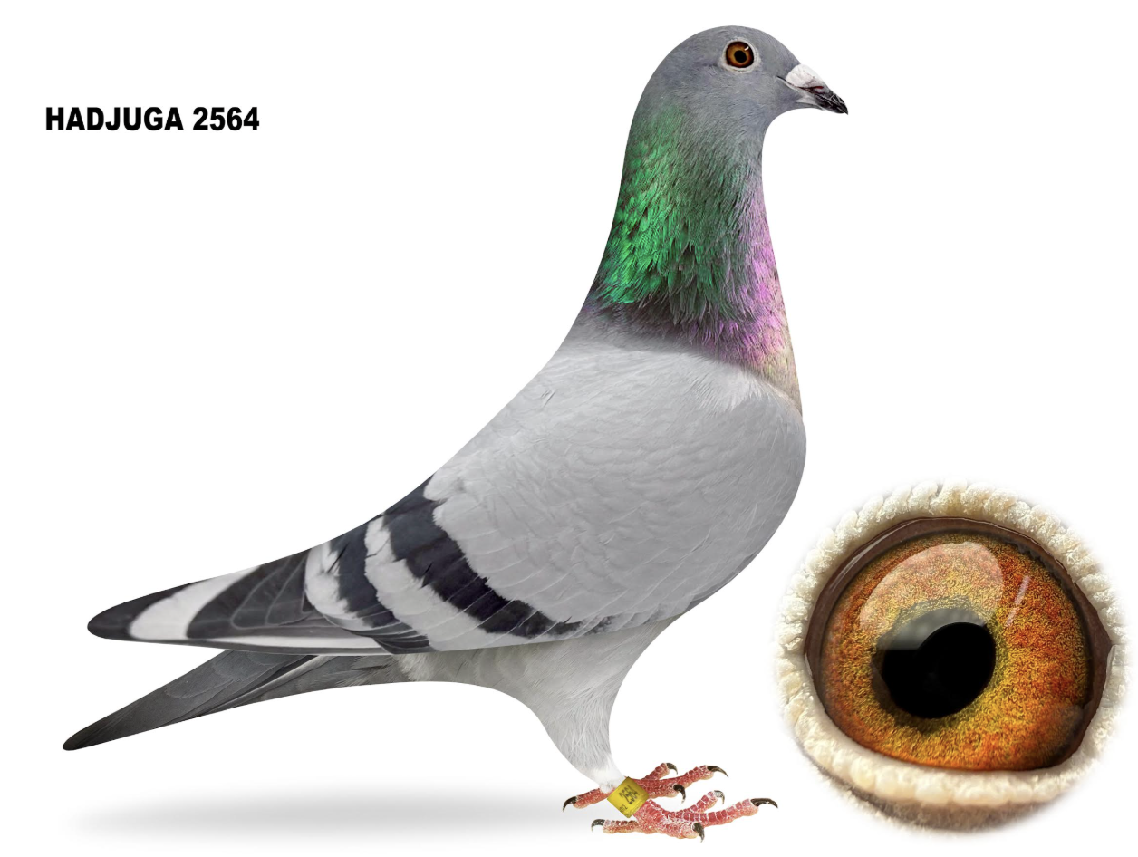 HADJUGA 2564 - National Hall of Fame Winners