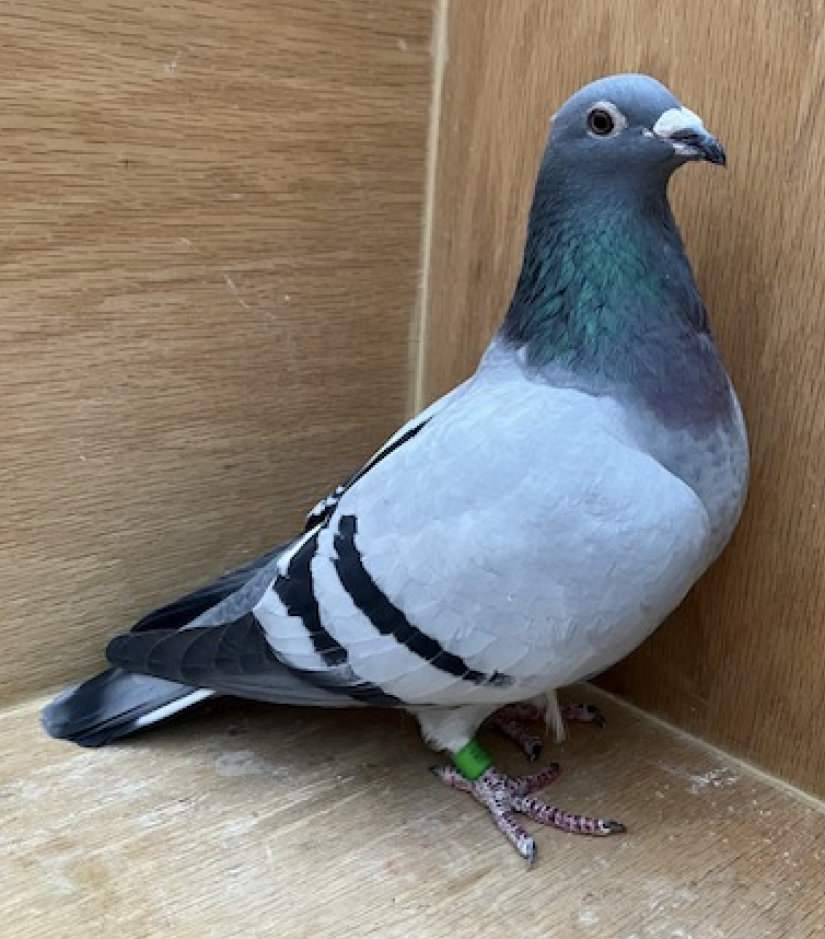 BEST 30 - Super Greek Hen!!