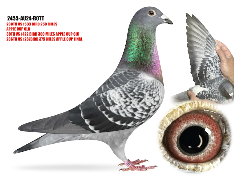 2455 ROT - Performance Pigeon