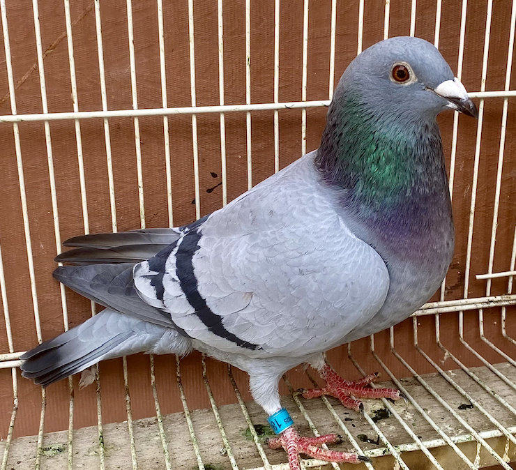 RI 1801 - Sis 8 Nat Ace AD