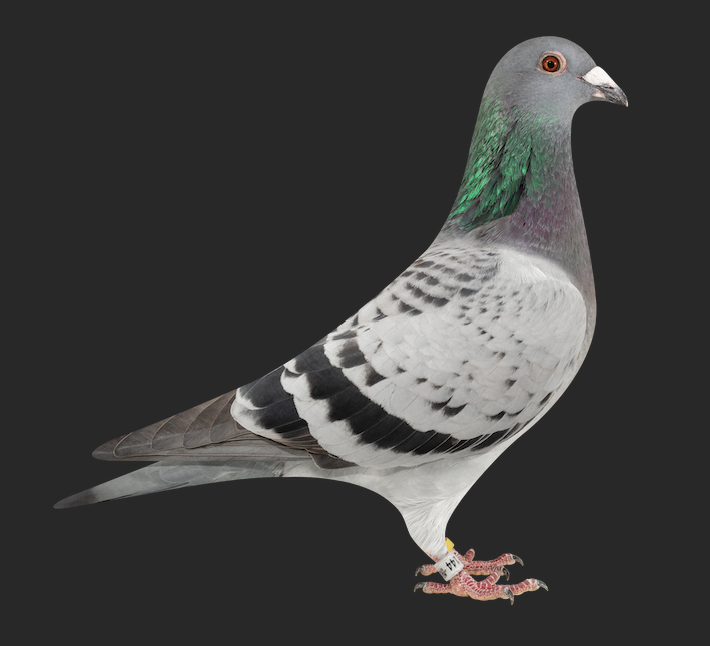 01777 144 - Braveheart 144