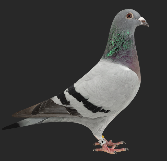 01777 319 - Thomas Girl 319