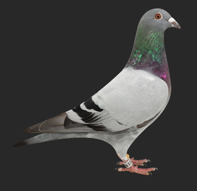 01777 352 - Fauna Ace 352