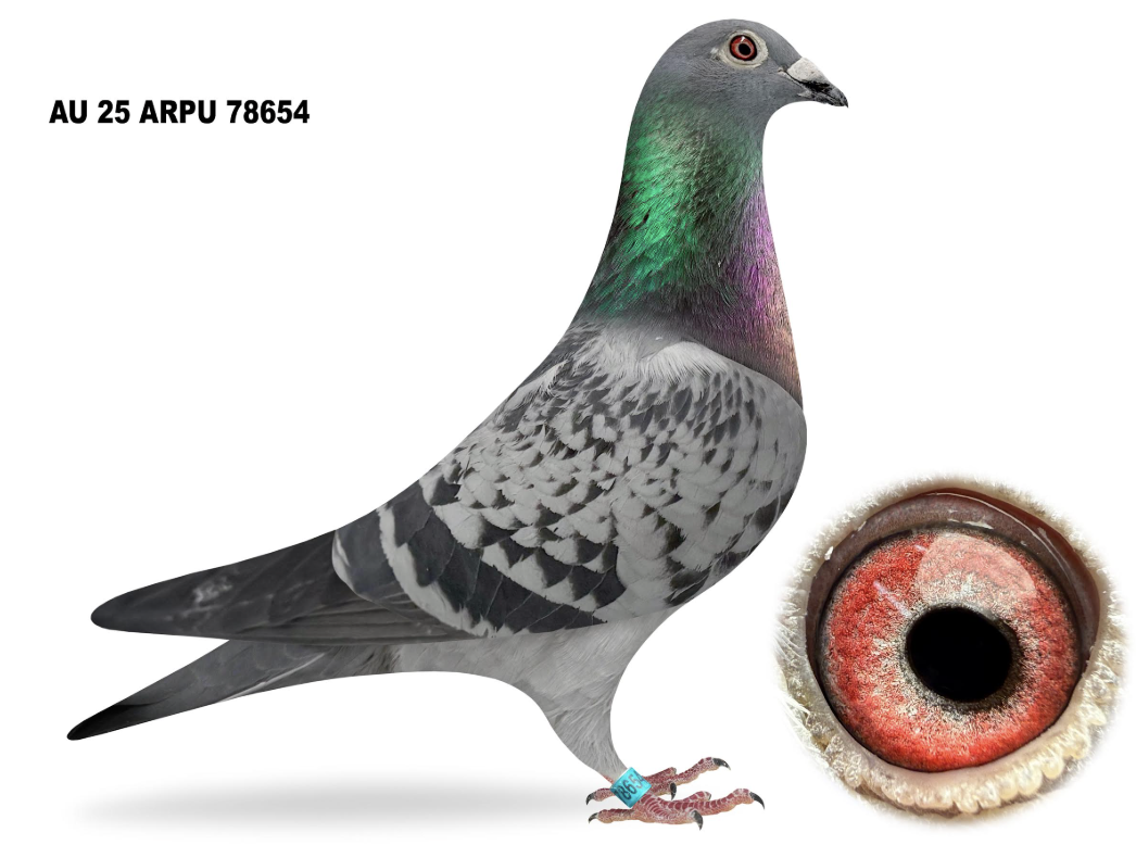 ARPU 78654 - Dau Rocky Gust