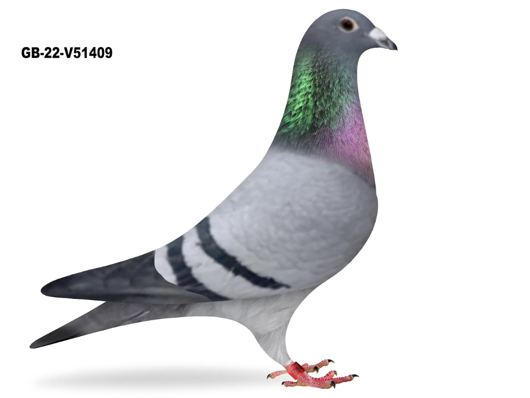 GB 51409 - Spidey De Bruijn!