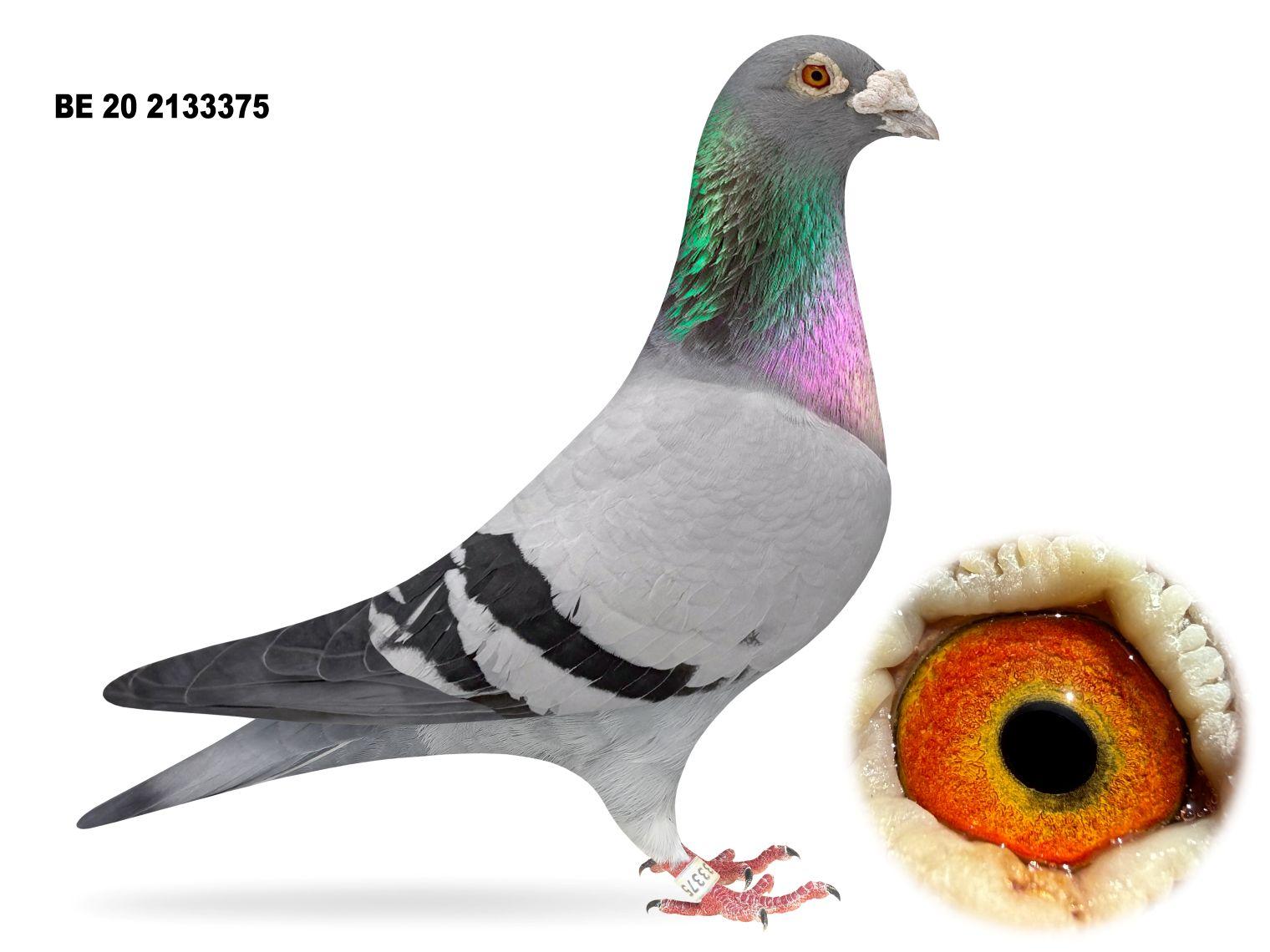 Belg 2133375 Direct from Ch. Jack