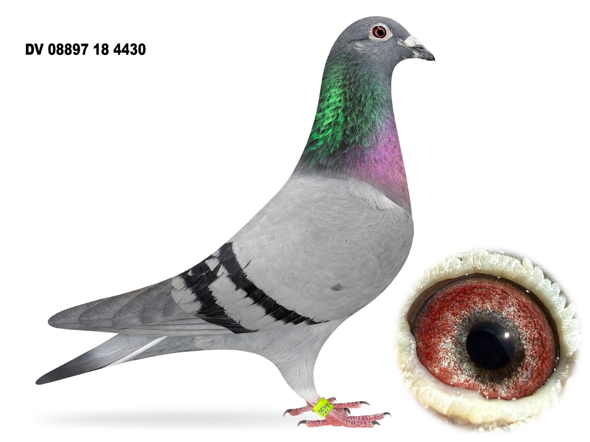 08897 18 4430 Performance Pigeon King Ali