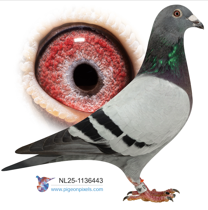 NL 1136443 - Best Blue Kittel 443