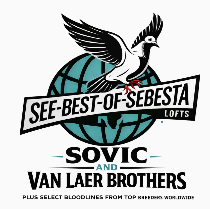 SEE BEST OF SEBESTA !!