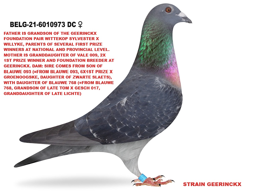 BELG 6010973 - Wittekop Sylvester