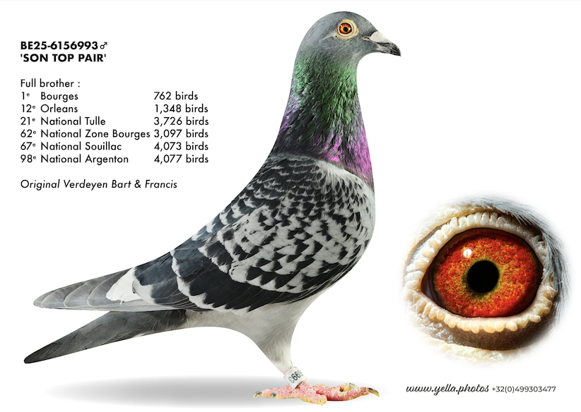 BE 6156993 - Son Top Pair