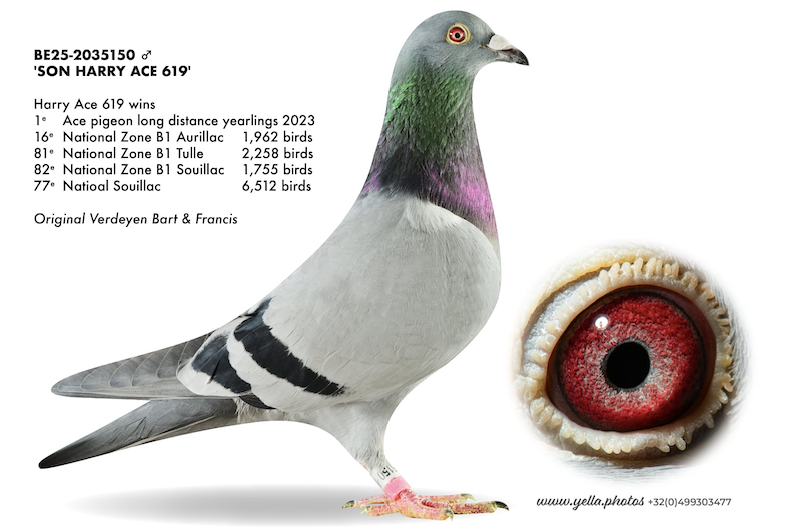 BE 2035150 - Son Harry Ace 150