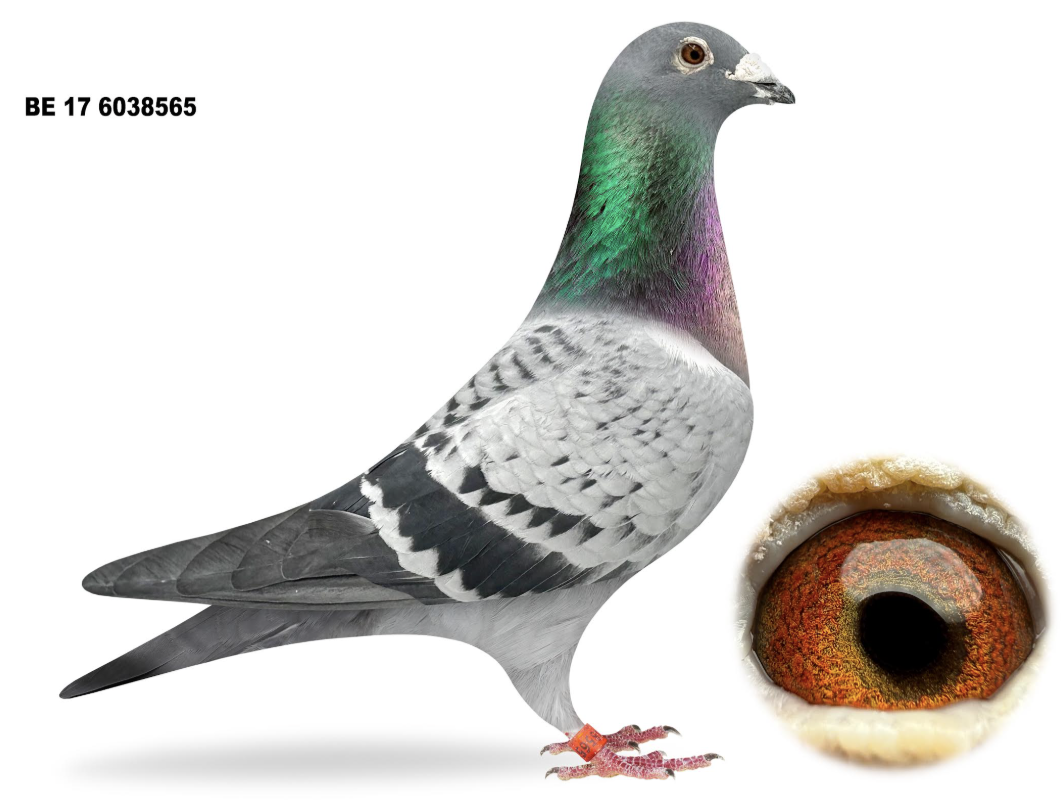 BE 6038565 - Willy Daniels