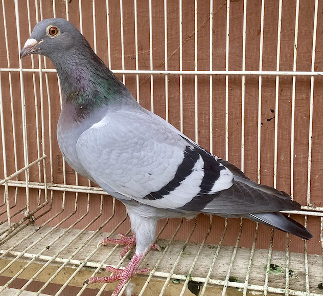 RI 1895 - Dali Wolverine