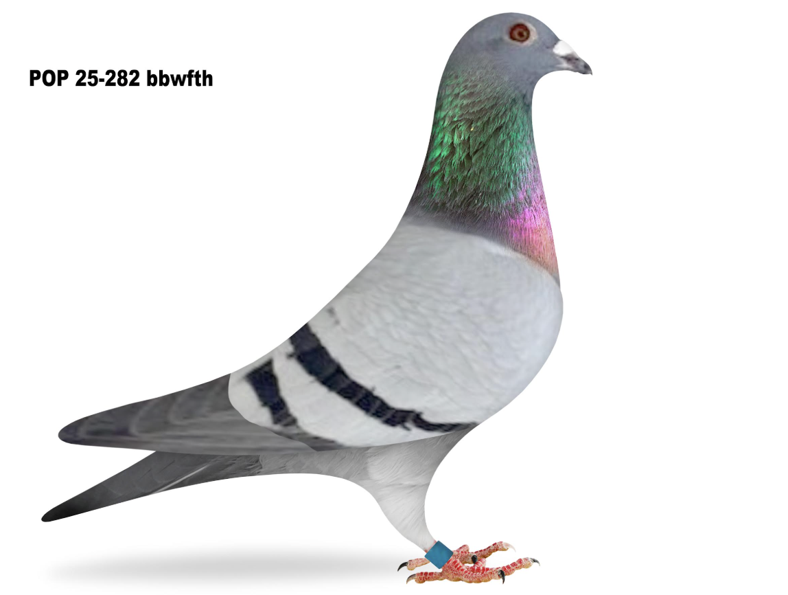 POP 282 - Gson Sherman