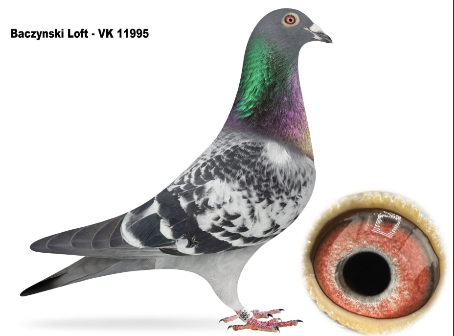 VK 11995 - Matrix Porsche 911