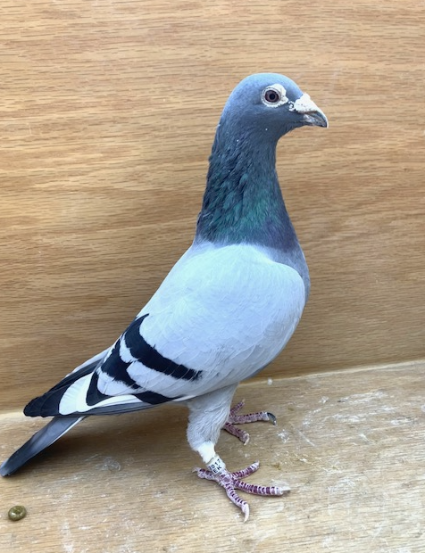 GREEK 312 - Son WYD x Wicked Girl