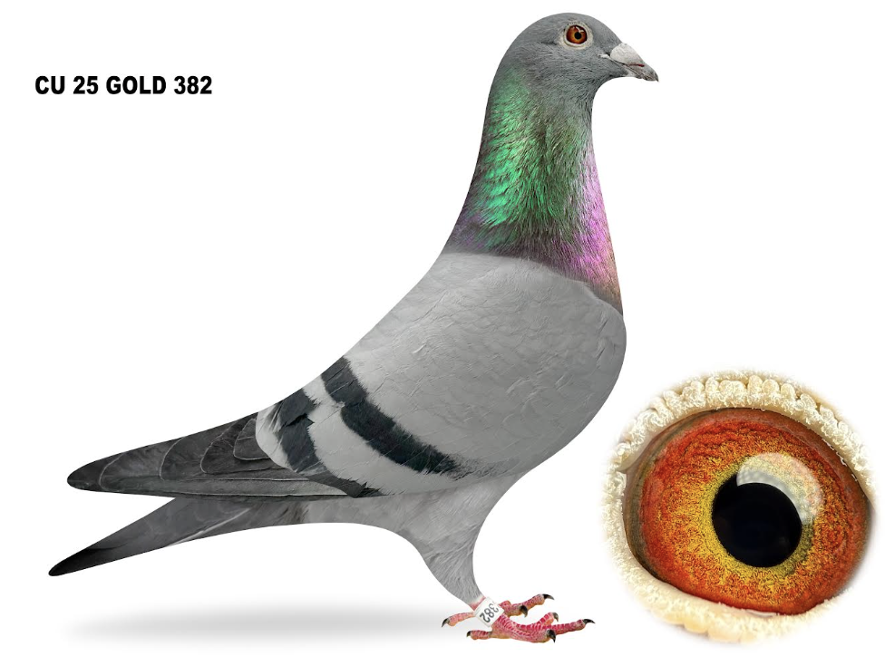 GOLD 382 - BROTHER 1ST ACE PIGEON!