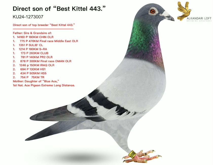 KU 1273007 - Best Kittel 007