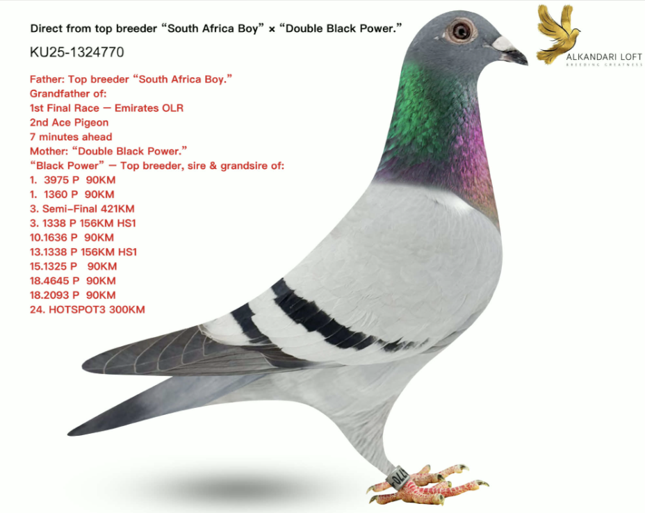 KU 1324770 - Black Power Contador