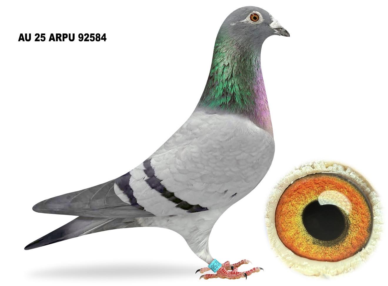 AU 92584 - DEVRIENDT