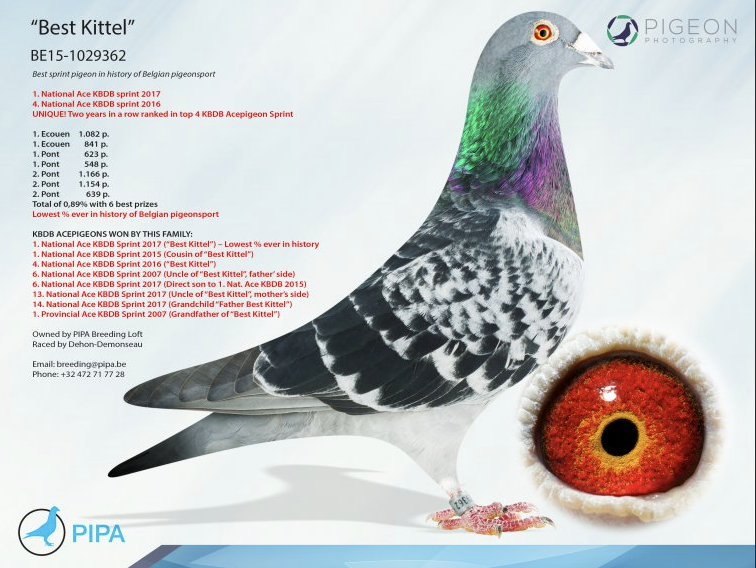 BEST KITTEL COLLECTION!!