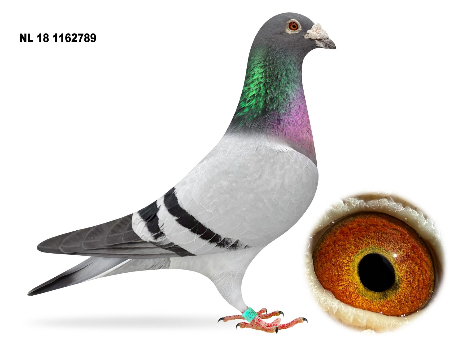 NL 1162789 Grson Den Ad  Ad Schaerlaeckens