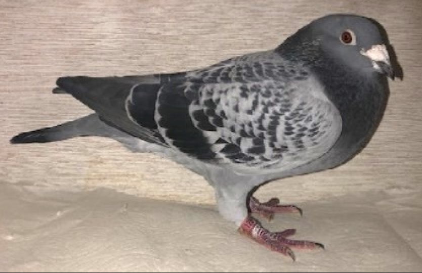 THE BEST LIN AND GREEK!!