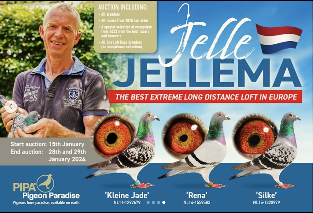 BEST OF JELLE JELLEMA!