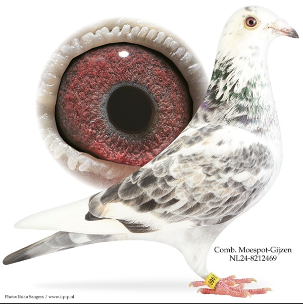 NL 8212469  - Dau Early Grey