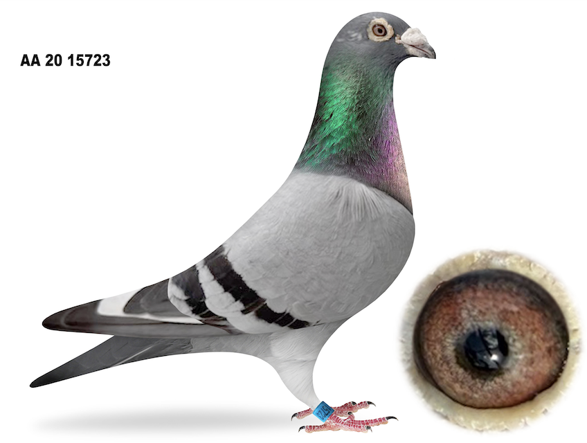 AA 15723 - Melucci Lines