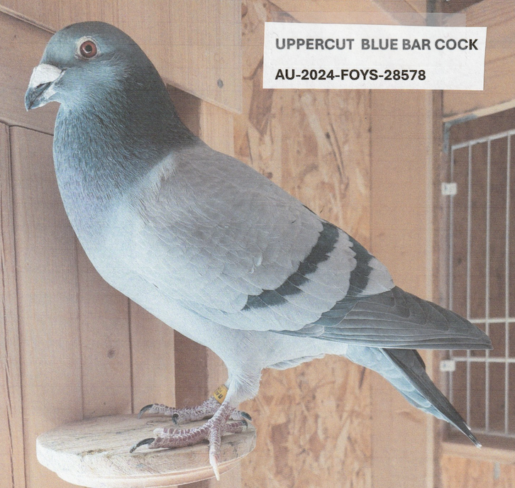 FOYS 28578 - Uppercut