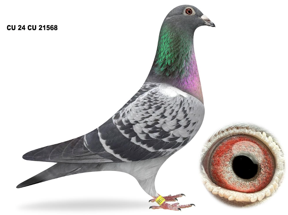 CU 21568 - The Freak